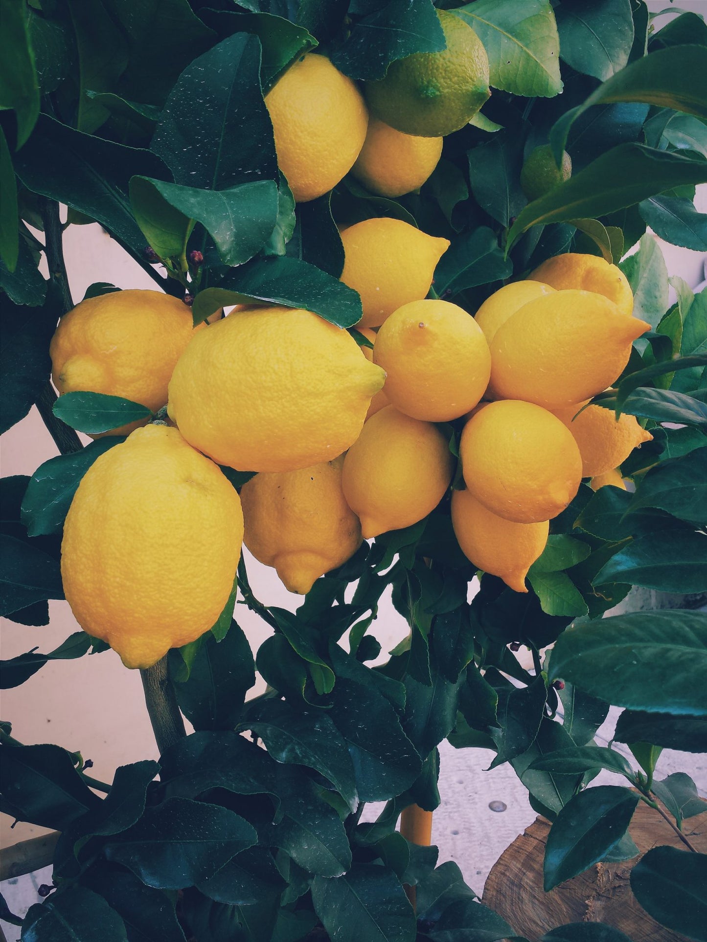 Lotion équilibrante au Citron pour le Visage