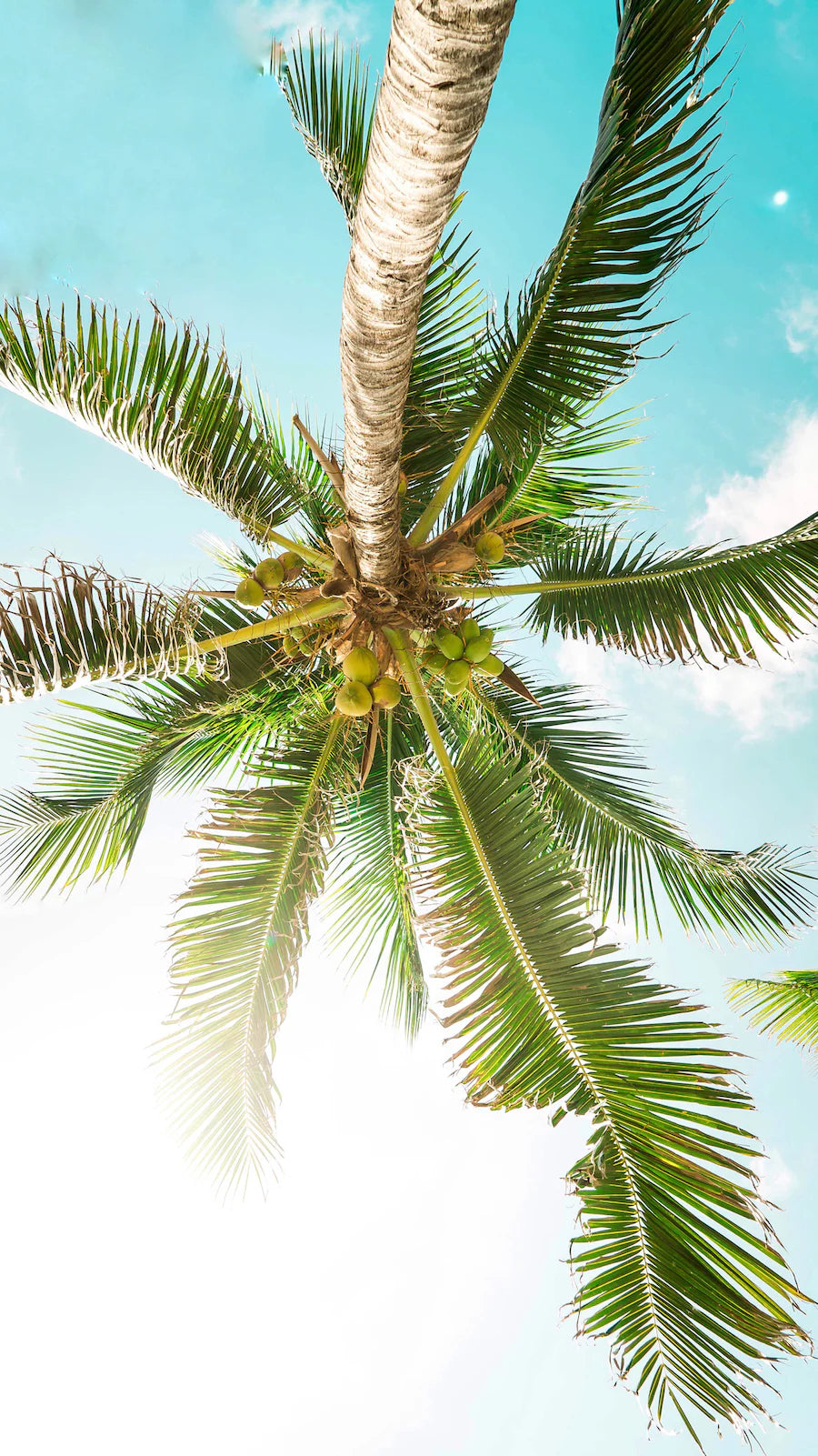 Soin Hydratant à la Noix de Coco Biologique des Antilles