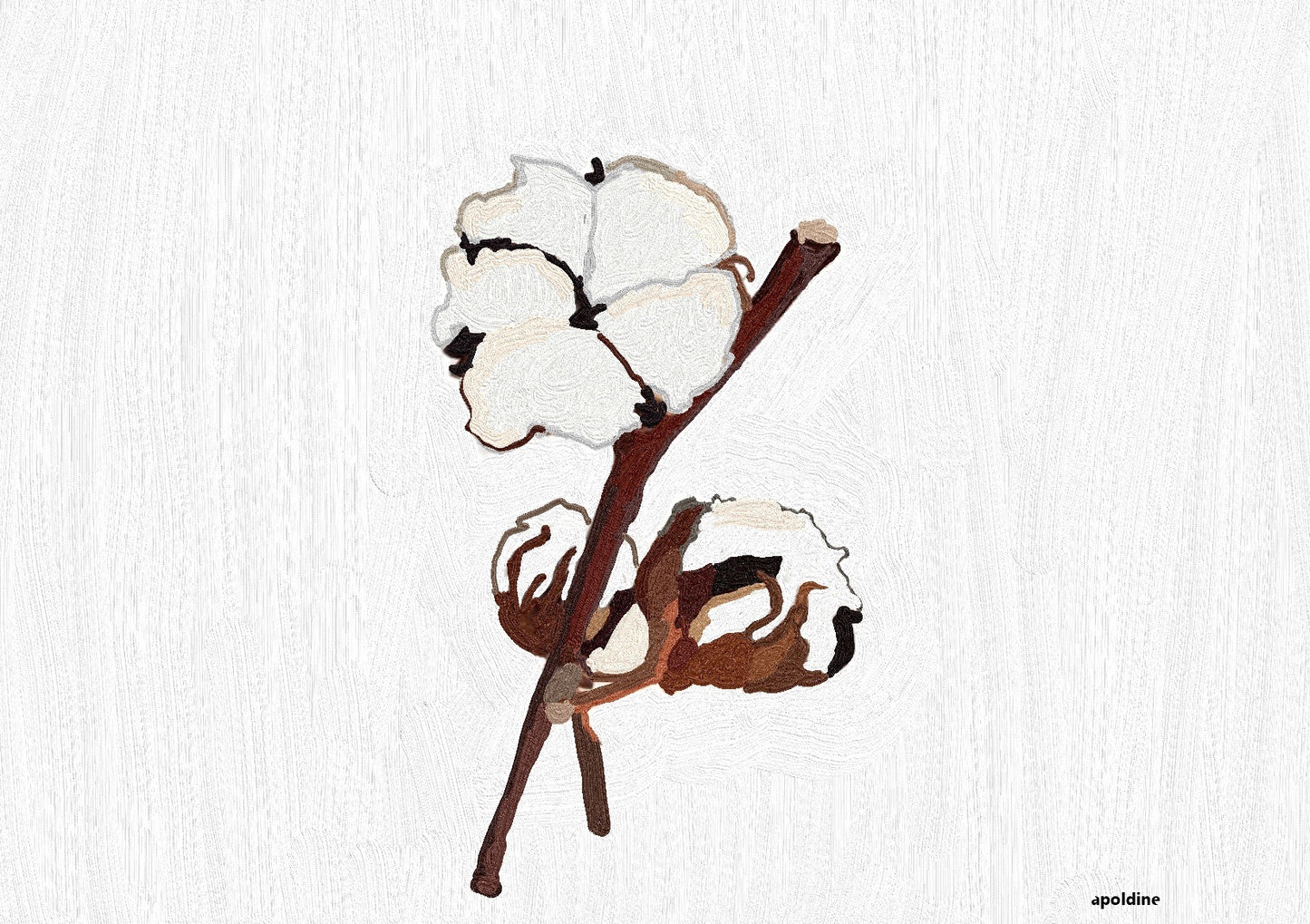 Huile Soyeuse Coton Biologique