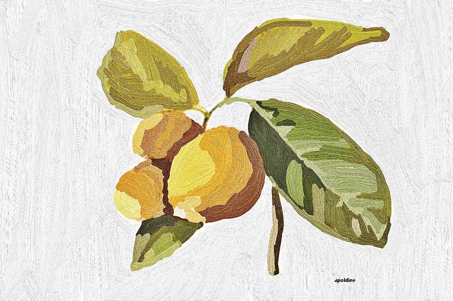 Huile Miracle Indienne Chaulmoogra