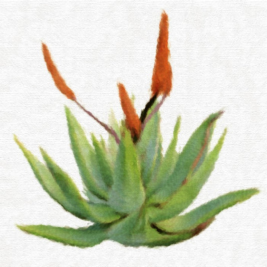 Huile Régénératrice à l'Aloe vera pour Visage et Corps